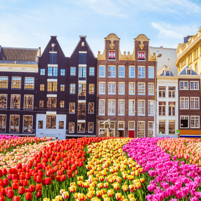 Tulipes devant des maisons traditionnelles néerlandaises à Amsterdam – Nexline Group